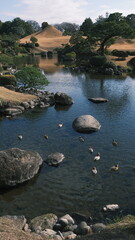 traditional japanese garden with ducks in the lake