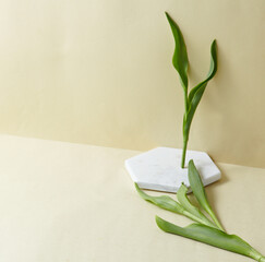 A white marble hexagon podium against light beige background. With the stem of a flower. An empty platform for display cosmetic products, food and props.