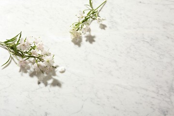 a beautiful spring flower against a white marble table background. top view. An empty space for...