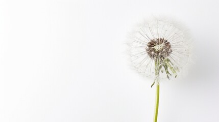 dandelion on white background