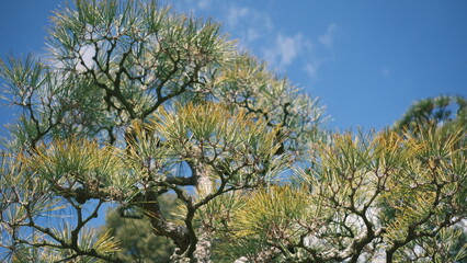 traditional japanese garden tree against a blue sky