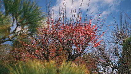 japanese garden trees before spring comes