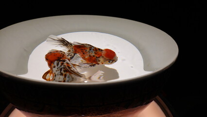 金魚アート