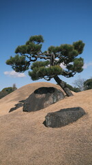 traditional japanese garden tree