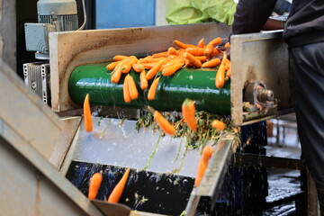 carrots washed and processed through machines. Organic food production.. preparing packaging...