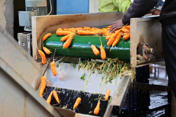 carrots washed and processed through machines. Organic food production.. preparing packaging...