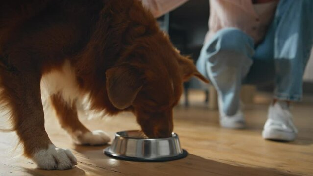 Girl feeding healthy dog at home closeup. Woman caressing lovely pet eating food