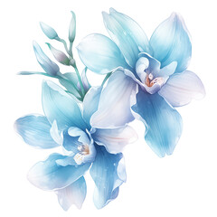 watercolour of blue Cymbidium Orchid isolated on transparent background - obrazy, fototapety, plakaty