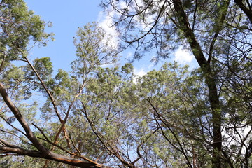 top view of forest tree among the clouds