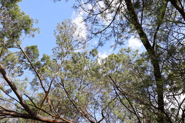 top view of forest tree among the clouds