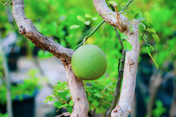 Close-up of pomelo fruit,Close-up of pomelo for sale in the market.Green pomelo,Close-up of wet...