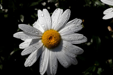 White daisy after the rain