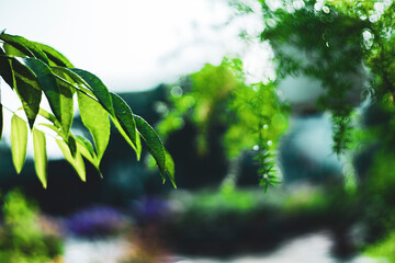 The dense foliage makes the mystery in the wild forests.
 The green leaves have dew drops on their...