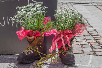 Boots reused as plant pots with edelweiss
