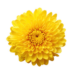 sunflower on transparency background PNG
