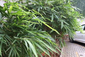 bamboo leaves in a park