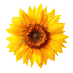 sunflower on transparency background PNG
