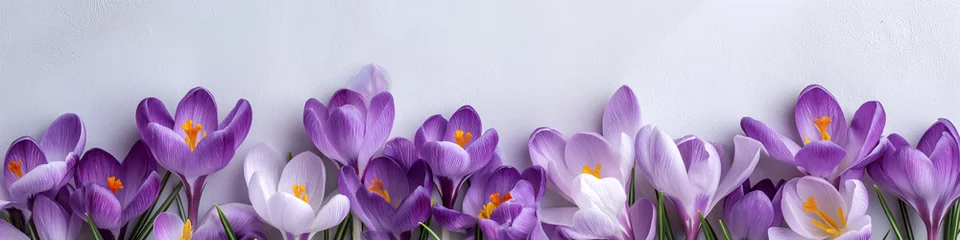 Foto op Plexiglas purple crocus flowers banner © sam richter
