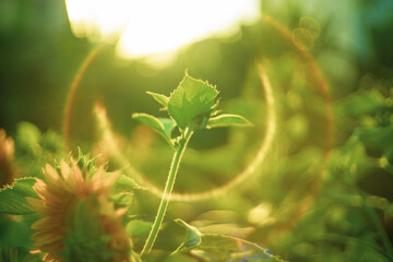 Annuus are yellow, the petals are large, the pistils are round and yellow. 
Close-up of Helianthus Annuus field against sky,
Close-up of sunflowers or Helianthus Annuus on land
