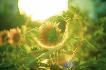 Annuus are yellow, the petals are large, the pistils are round and yellow. 
Close-up of Helianthus...