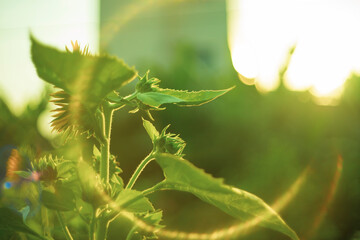 Annuus are yellow, the petals are large, the pistils are round and yellow. 
Close-up of Helianthus...