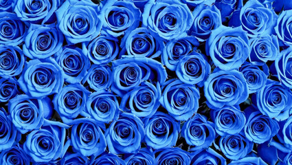 unusual blue roses in full bloom, captured from above to reveal intricate petal patterns. background, textures, or any design needing touch of natural elegance without overwhelming color