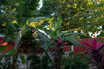 A banana tree in the garden (Holguín, Cuba)