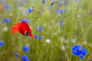 blühende Wiesen und Felder mit Mohn und Kornblumen