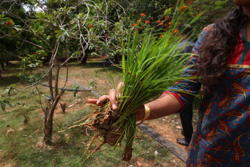 bunch of paddy to sow lying on the marsh land