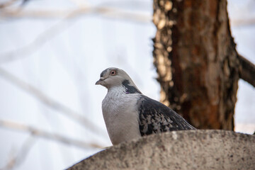 Free pigeon, of course, curious - This pigeon kept seeing me while resting and curiously following my movements