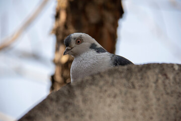 Free pigeon, of course, curious - This pigeon kept seeing me while resting and curiously following my movements