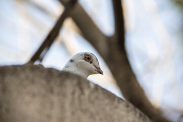 Free pigeon, of course, curious - This pigeon kept seeing me while resting and curiously following my movements