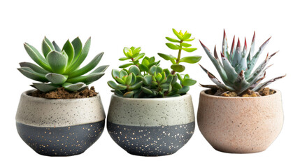 Front view, realistic photography about a collection of beautiful succulent type plants in ceramic pots, isolated on white background...