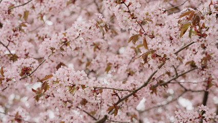Sakura cherry blossom in spring on a cloudy day