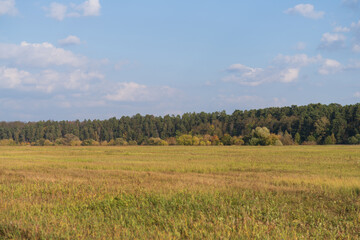 Autumn landscape at sunset on a field. Trees on the horizon.