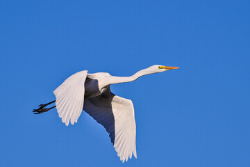 空を飛ぶシラサギ
