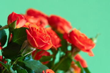 Beautiful red roses on a green background