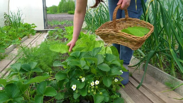 lettuce leaves grow in a greenhouse. A woman's hand plucks lettuce leaves in the beds in the greenhouse. ingathering. Fresh and sustainable farm products