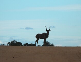 Kudu bull in profile in Greater Kruger National Park