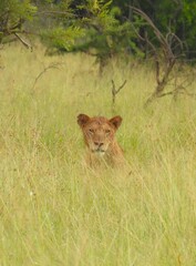 Lioness in the long grass