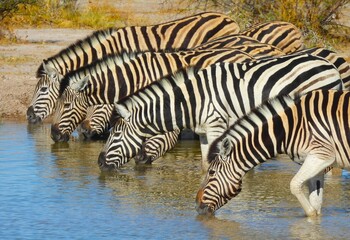 Fototapeta na wymiar Zebra reflections in a waterhole in Namibia