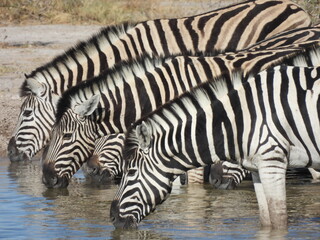 Fototapeta na wymiar Zebra reflections in a waterhole in Namibia