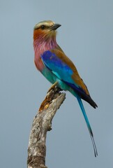 Lilac breasted roller perched