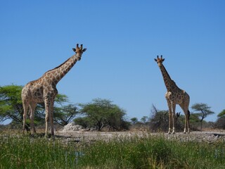Tower of Giraffes in Namibia
