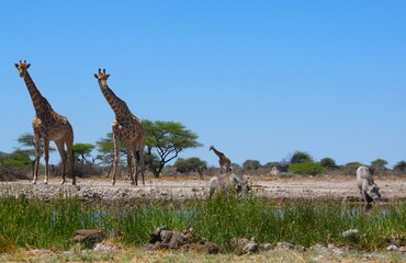 Giraffe keeping a keen eye on a Warthog