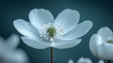 White anemone flower on a blue background. 3d rendering - Generative AI
