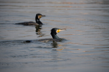 Great Cormorant Swimming