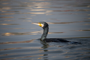 Great Cormorant Swimming