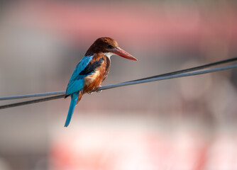 White Throated Kingfisher on Wire