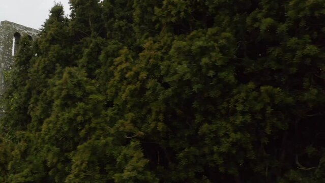 Drone trucking pan reveals cemetery walls and headstones behind tree